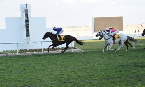 Crusader gallops to win in final race Crusader gallops to win in final race