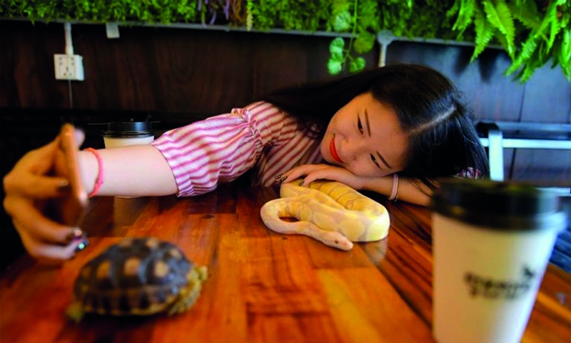 Cambodian reptile cafe slithers into people’s hearts Cambodian reptile cafe slithers into people’s hearts