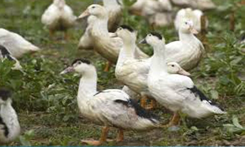 India to cull thousands of birds over flu scare India to cull thousands of birds over flu scare