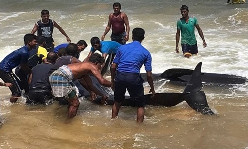 Sri Lankan villagers rescue 100 stranded whales