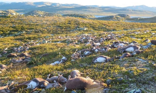 More than 300 reindeer killed by lightning in Norway