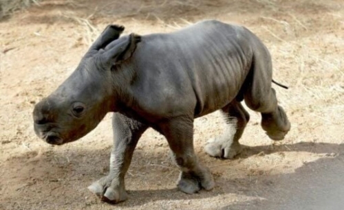 White rhino born at Spain zoo in conservation success 