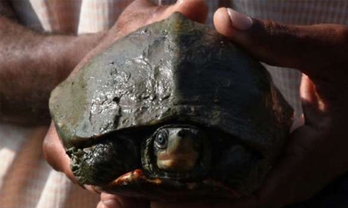 Temple helps ‘extinct’ turtle back to life Temple helps ‘extinct’ turtle back to life