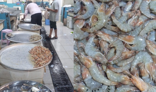 Shrimp Fishing Resumes August 1