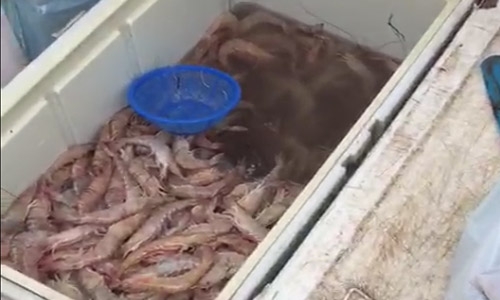 Authorities incapable of implementing shrimping ban: MP Authorities incapable of implementing shrimping ban: MP