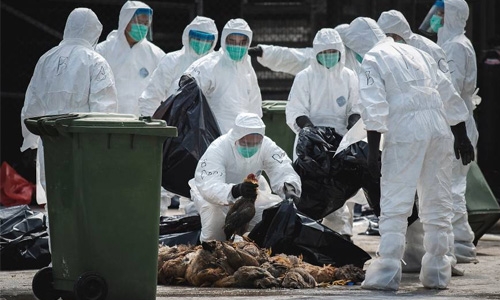 Japan culling 330,000 birds to fight avian flu