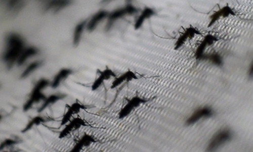 Common mosquito can carry Zika virus, Brazilian scientists find