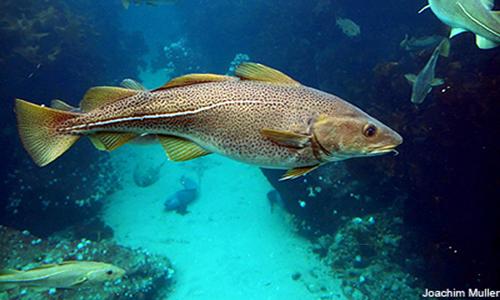 Unusual warming kills Gulf of Maine cod