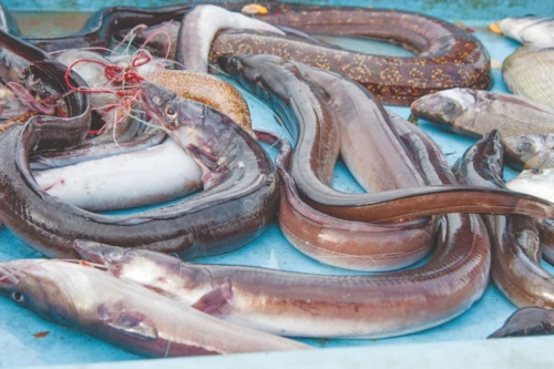 Japan to sell eels bred in captivity in ‘world first’ Japan to sell eels bred in captivity in ‘world first’