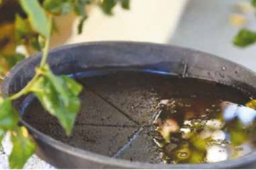 Stagnant Water Fuels Mosquito