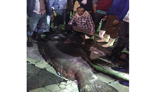 280kg grouper fish caught in Saudi 280kg grouper fish caught in Saudi