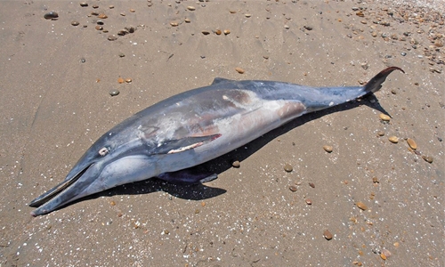 More than 80 false killer whales die off Florida coast