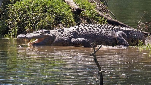Olympic River Home To 500 Crocodiles Faces Bigger Pollution Threat
