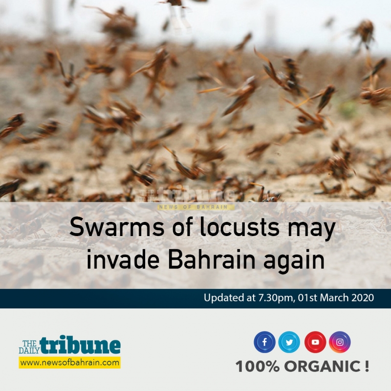 Swarms of locusts may invade Bahrain again Swarms of locusts may invade Bahrain again