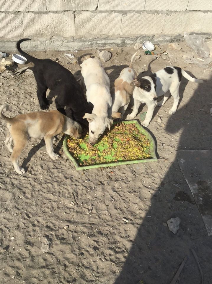 BD300,000 allocated to set up shelter for strays BD300,000 allocated to set up shelter for strays