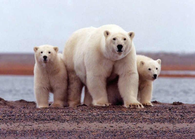 Russian Arctic archipelago sounds alarm over polar bears