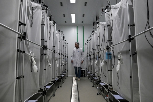 Dengue outpaces virus-blocking mosquitoes in Brazil