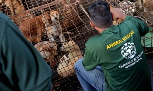 ‘Extreme’ Indonesian market ends dog, cat meat trade ‘Extreme’ Indonesian market ends dog, cat meat trade