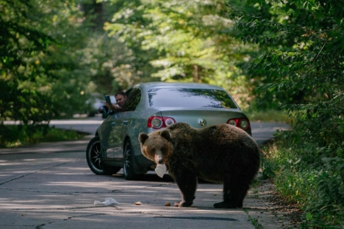 Japan Confirms First Fatal Bear Attack of 2026 Amid Surge in Sightings
