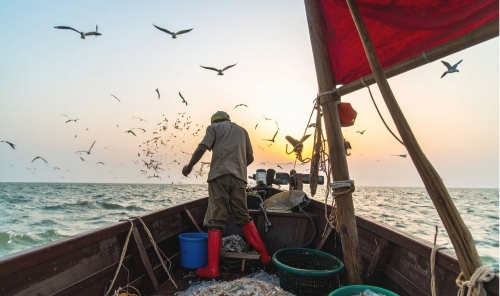 Shrimp shock as scarcity stings seafood lovers Shrimp shock as scarcity stings seafood lovers