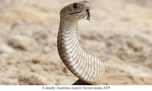 Girl falls victim to rare Australian case of deadly snakebite
