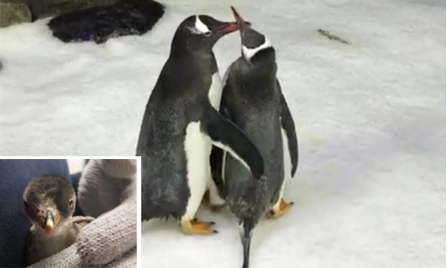 Same-sex penguin couple become parents Same-sex penguin couple become parents