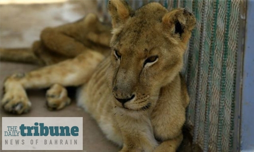 One of five malnourished lions dies in Sudan park One of five malnourished lions dies in Sudan park