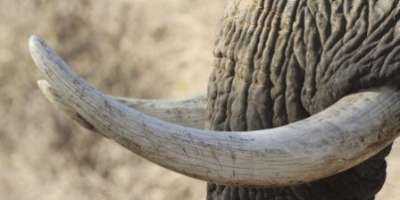 Illegal ivory seized