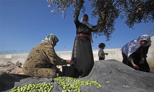 Palestinians busy  with olive harvest