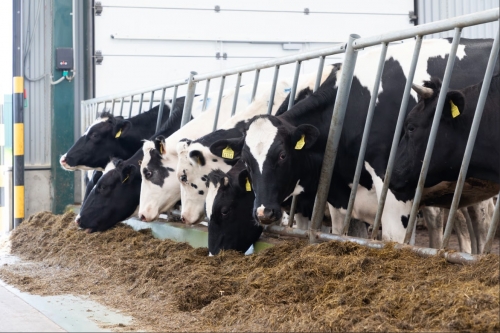 Texas Screwworm Outbreak Prompts Canada Livestock Ban and Emergency Measures