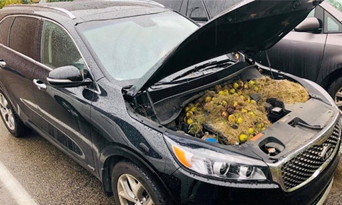 Squirrels’ stash of winter walnuts causes car chaos