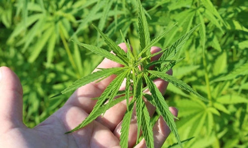 Bahrain police arrest man for growing narcotic plants at home Bahrain police arrest man for growing narcotic plants at home