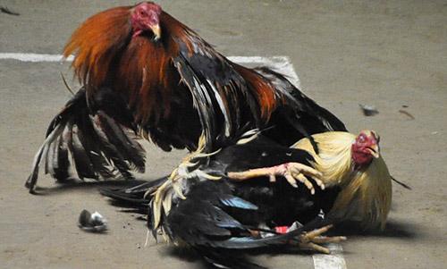 Shootings at Mexico cockfight, football field kill 14