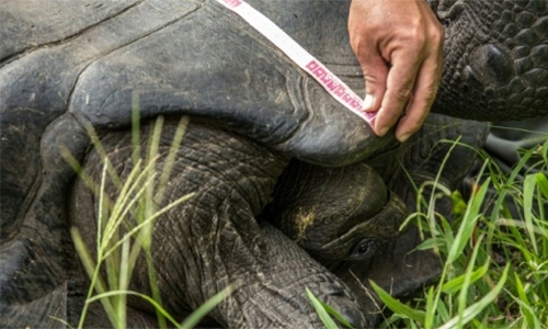Galapagos giant tortoise gene study hints at longevity secrets