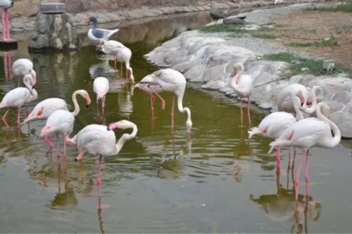 UN Warns of Biodiversity Crisis