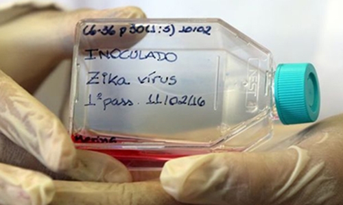Large-scale trials for Zika vaccines at least 18 months away Large-scale trials for Zika vaccines at least 18 months away
