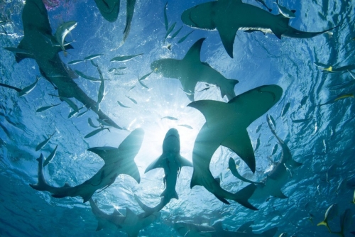 Sharks will predict hurricanes now Sharks will predict hurricanes now