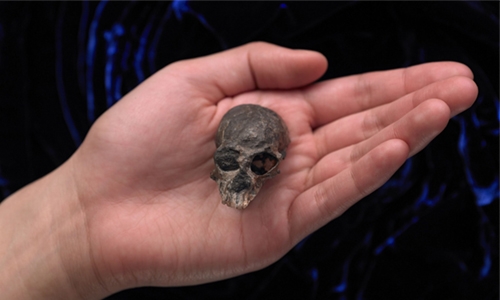 Ancient monkey skull reveals secrets of brain evolution