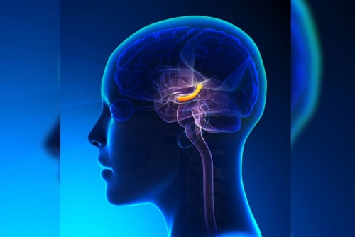 Japanese Scientists Develop Technique to Erase Traumatic Memories Japanese Scientists Develop Technique to Erase Traumatic Memories