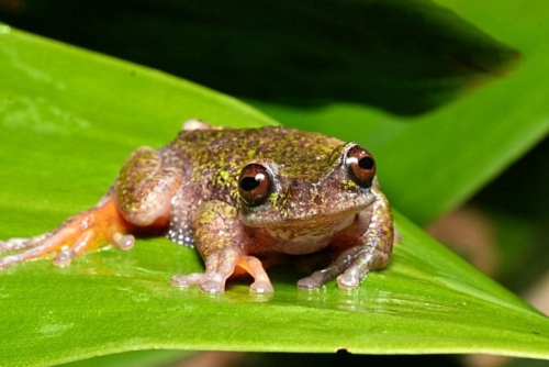 Tiny Nocturnal ‘Coffee Frog’ Discovered In Costa Rica Tiny Nocturnal ‘Coffee Frog’ Discovered In Costa Rica