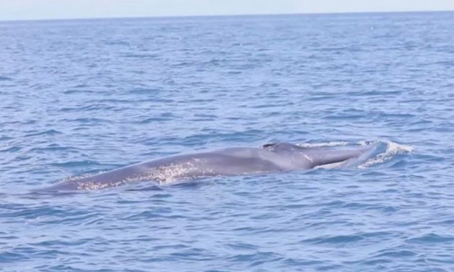 Rare Omura's whale spotted off Australia