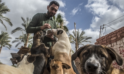 In Egypt, stray dogs pose growing urban challenge In Egypt, stray dogs pose growing urban challenge