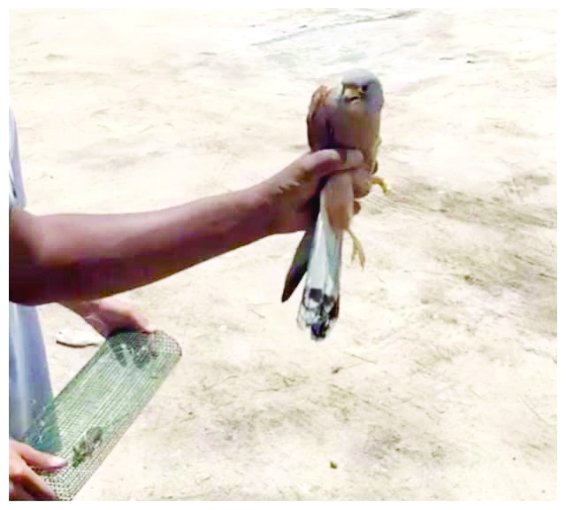 Kestrels rescued by animal rights group members