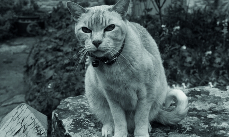 The suburbs, where madness meets cat murder The suburbs, where madness meets cat murder