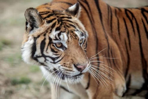 Fugitive tiger euthanised in South Africa after attacks