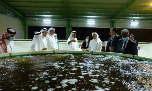 Dar Aqua continues to develop high-standard fish farming and plant production in Bahrain