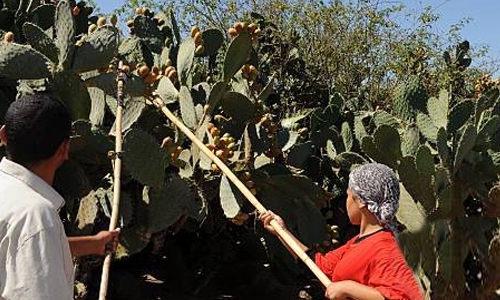 Prickly pears Prickly pears