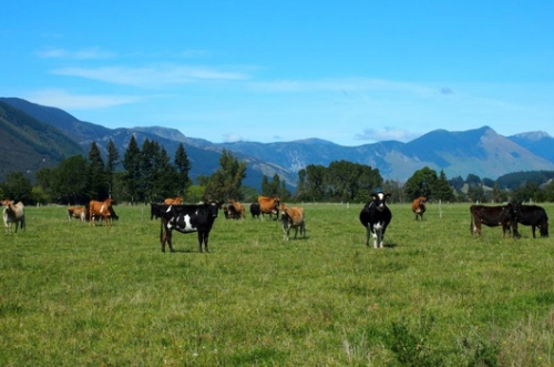 New Zealand's Ardern says no COVID on meat exports; checking Chinese claims New Zealand's Ardern says no COVID on meat exports; checking Chinese claims