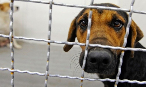 Bahraini man accused of  killing dogs acquitted