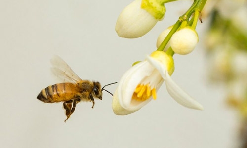 Bees can see much better than thought